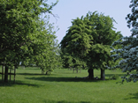 The orchard in may at Oatfield Country Cottages